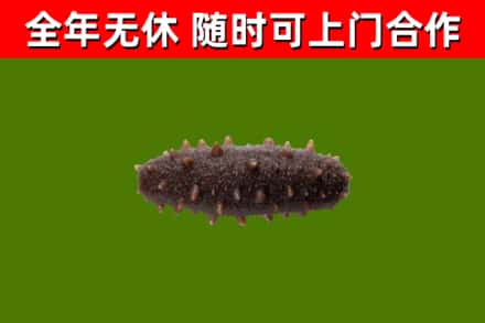 洛阳烟酒回收干海参.jpg